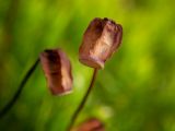 Polytrichum commune