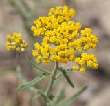 Achillea micrantha. Верхушка побега с соцветием. Волгоградская обл., Камышинский р-н, Лебяженское сельское поселение, окр. горы Уши, песчаный овраг. 31.05.2019.