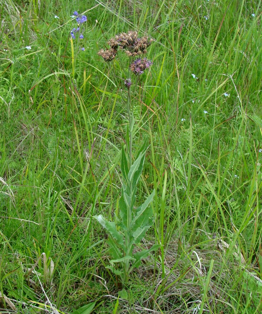 Image of Saussurea parviflora specimen.