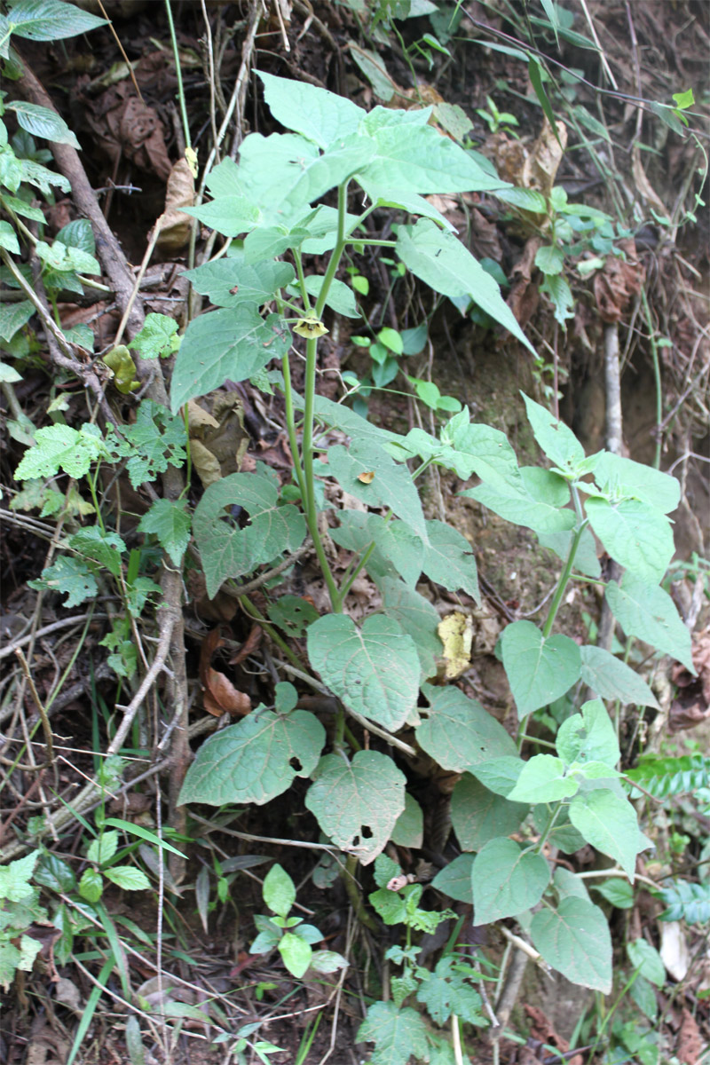 Изображение особи Physalis peruviana.