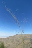 Stipa capillata