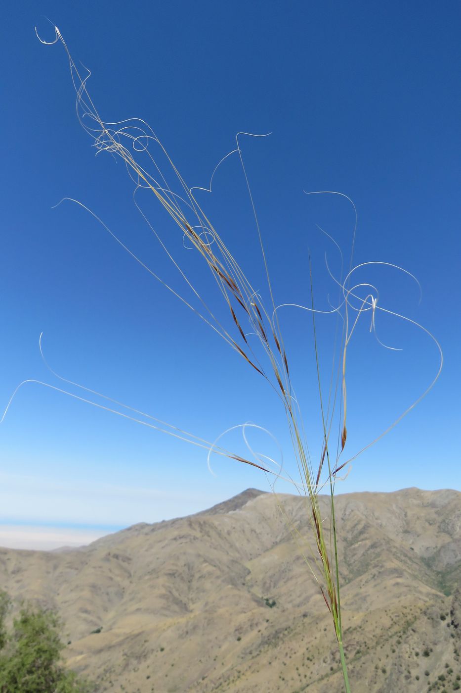 Изображение особи Stipa capillata.