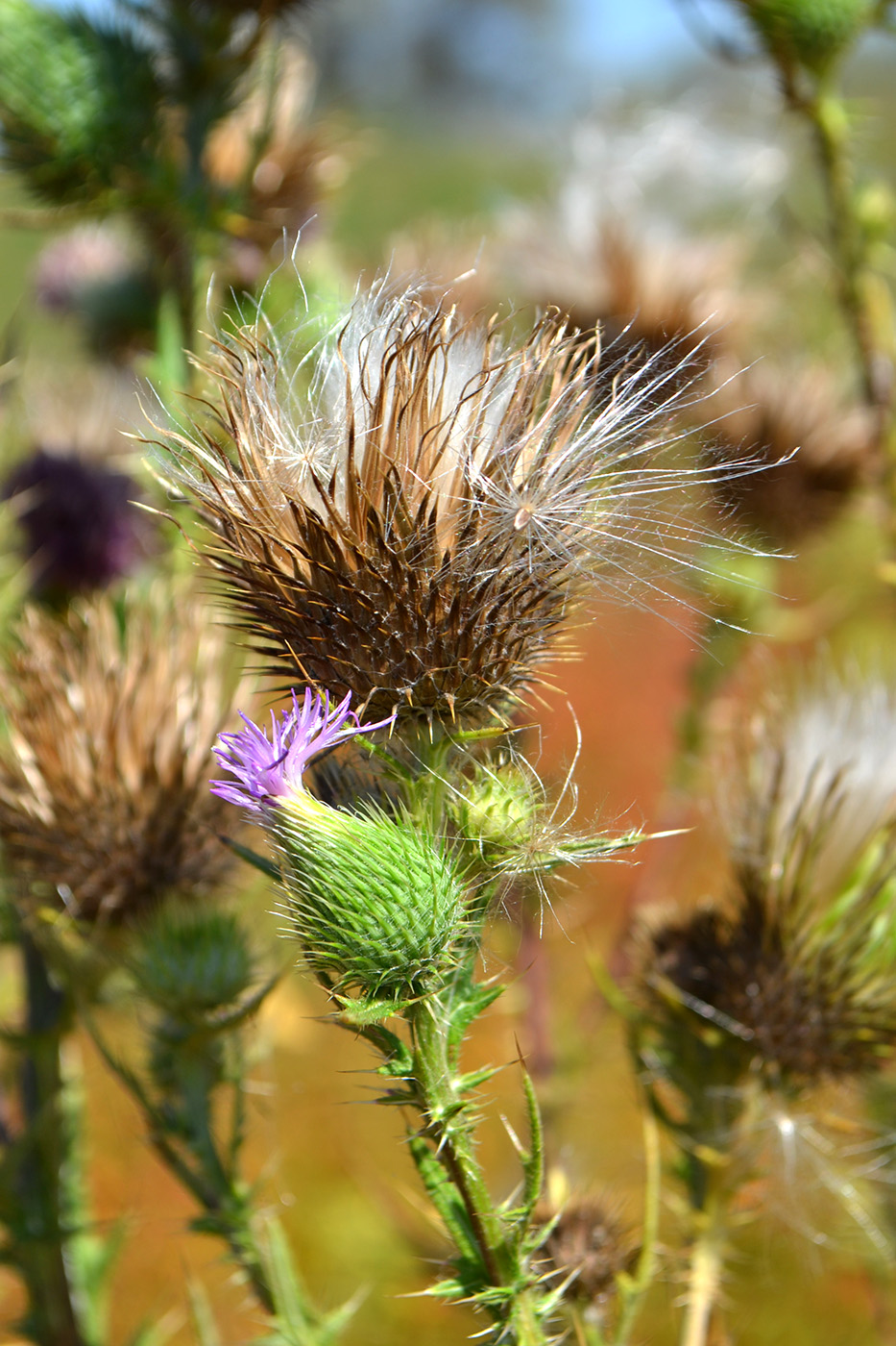 Image of Cirsium vulgare specimen.