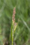 genus Carex. Верхушка побега с мужским (вверху) и женскими (внизу) соцветиями. Карелия, Лоухский р-н, окр. пос. Чкаловский, берег Белого моря, сырой приморский луг. 11.06.2020.