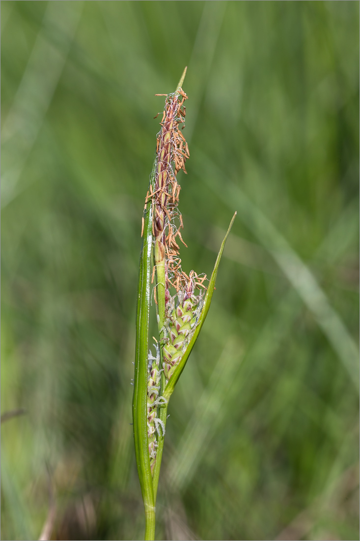 Изображение особи род Carex.