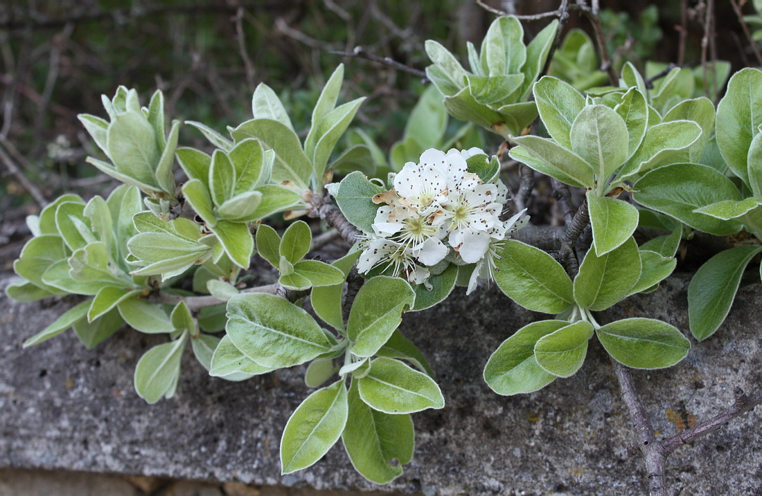 Изображение особи Pyrus elaeagrifolia.