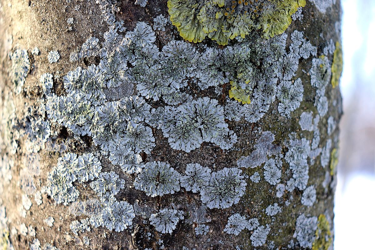 Image of Phaeophyscia orbicularis specimen.