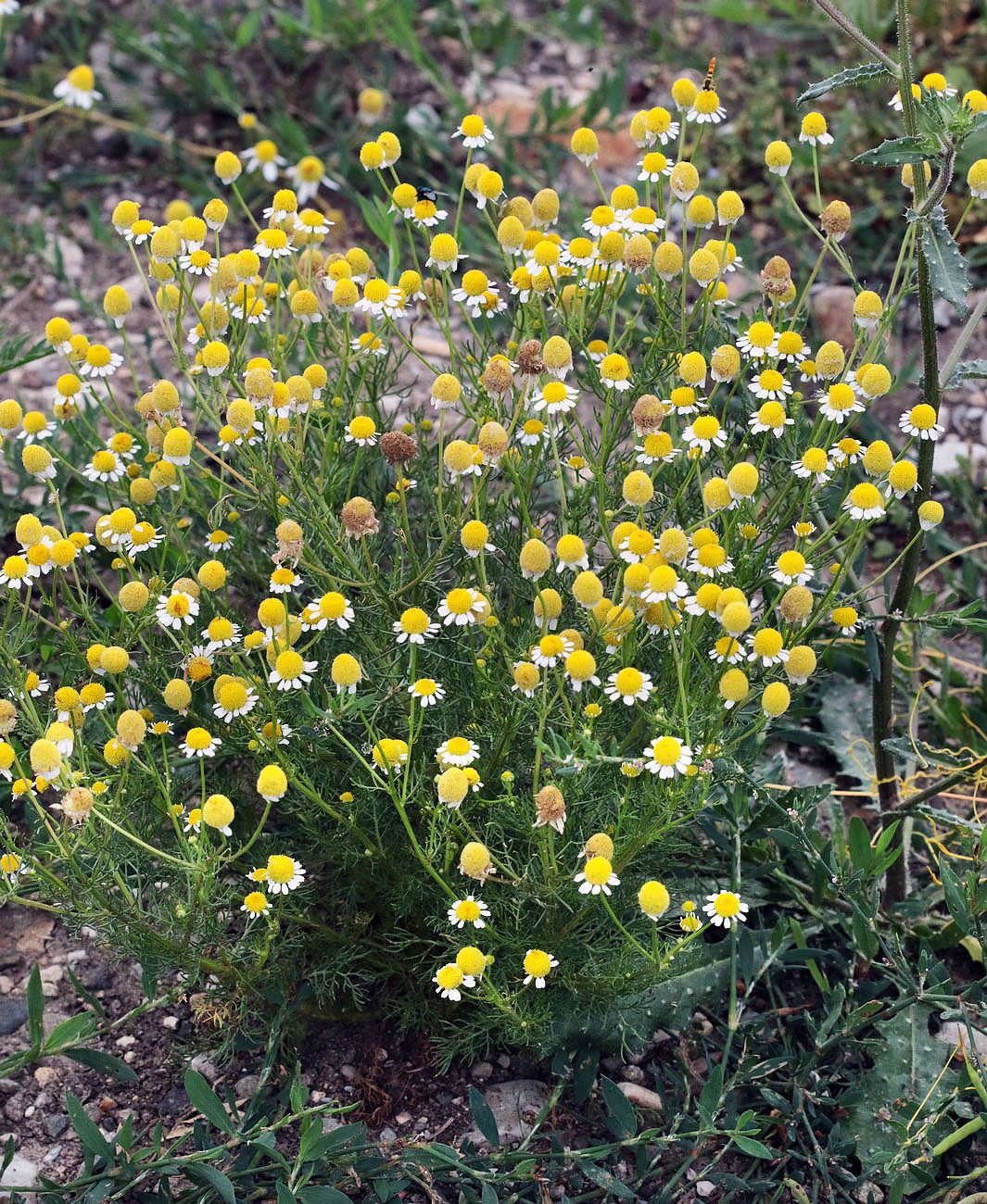 Image of Matricaria recutita specimen.