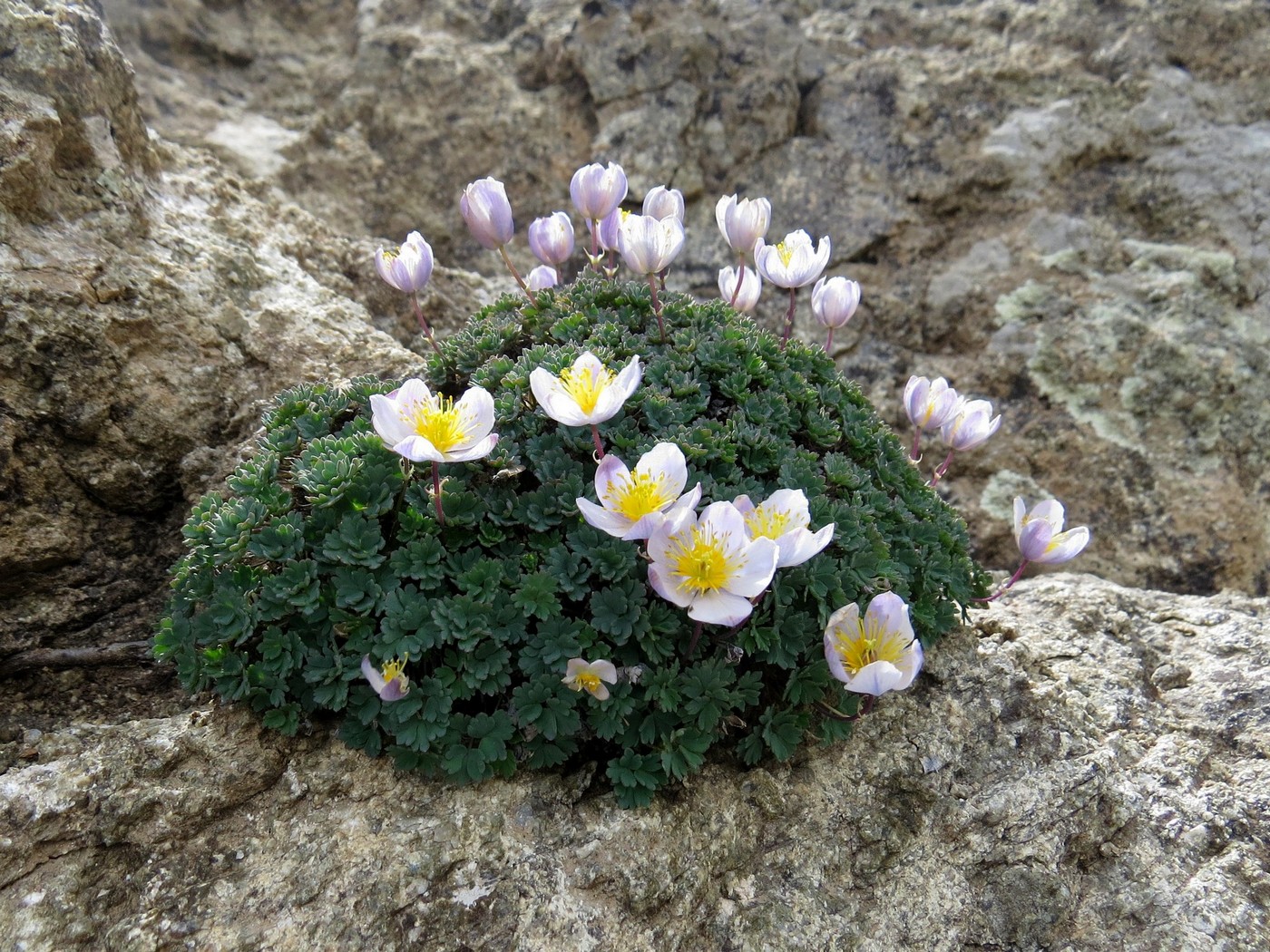 Image of Paraquilegia scabrifolia specimen.