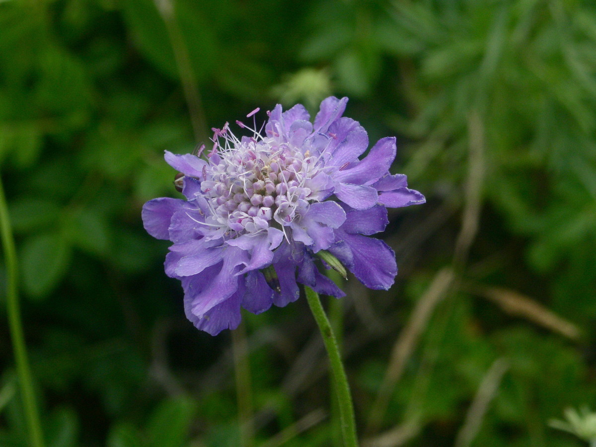 Image of Scabiosa lachnophylla specimen.