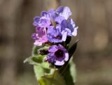 Pulmonaria obscura