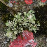 genus Parmotrema