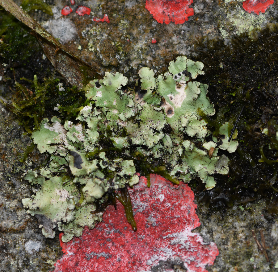 Image of genus Parmotrema specimen.