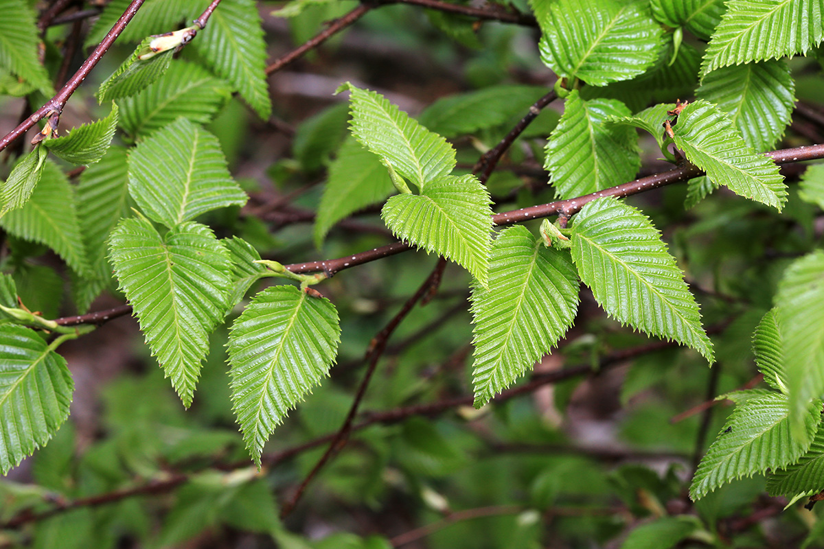 Изображение особи Betula costata.