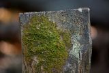 Ptilidium pulcherrimum