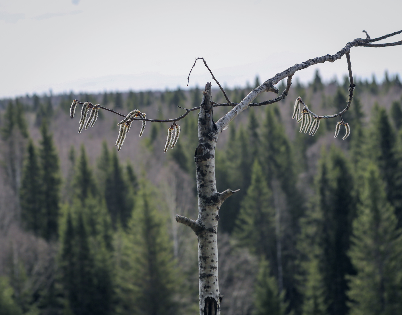 Изображение особи Populus tremula.