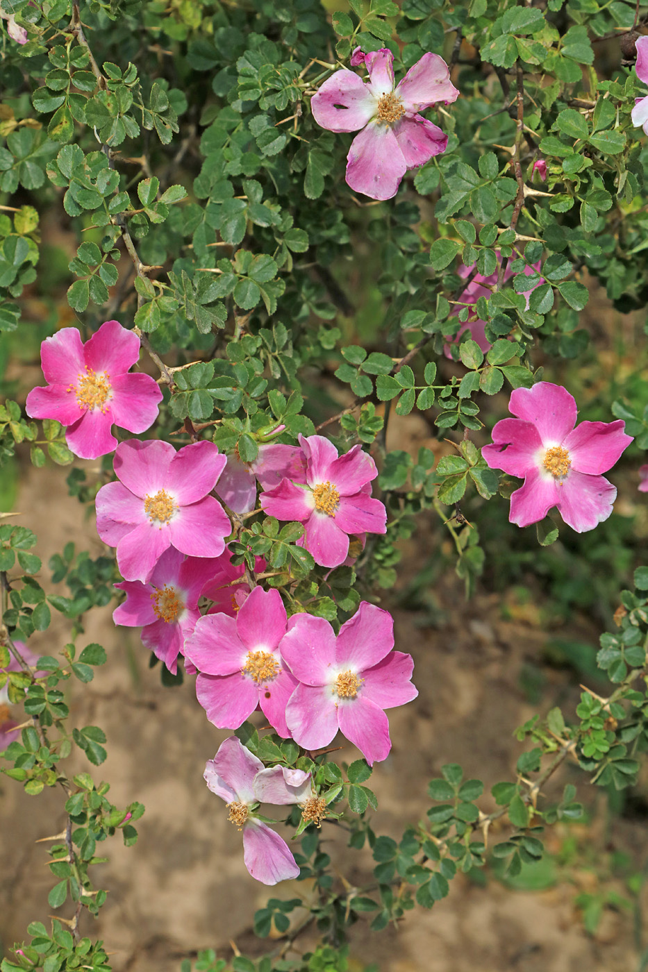 Image of Rosa maracandica specimen.