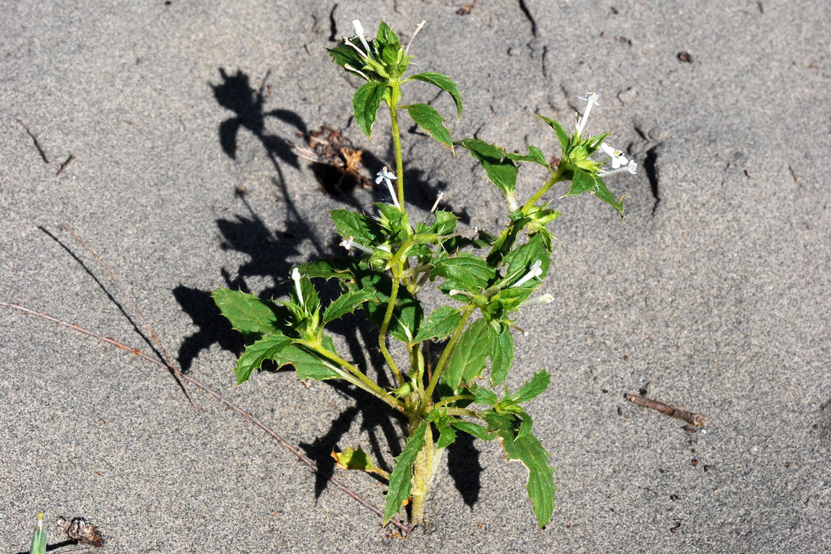 Image of Chamaesphacos ilicifolius specimen.