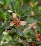 Hibbertia cuneiformis