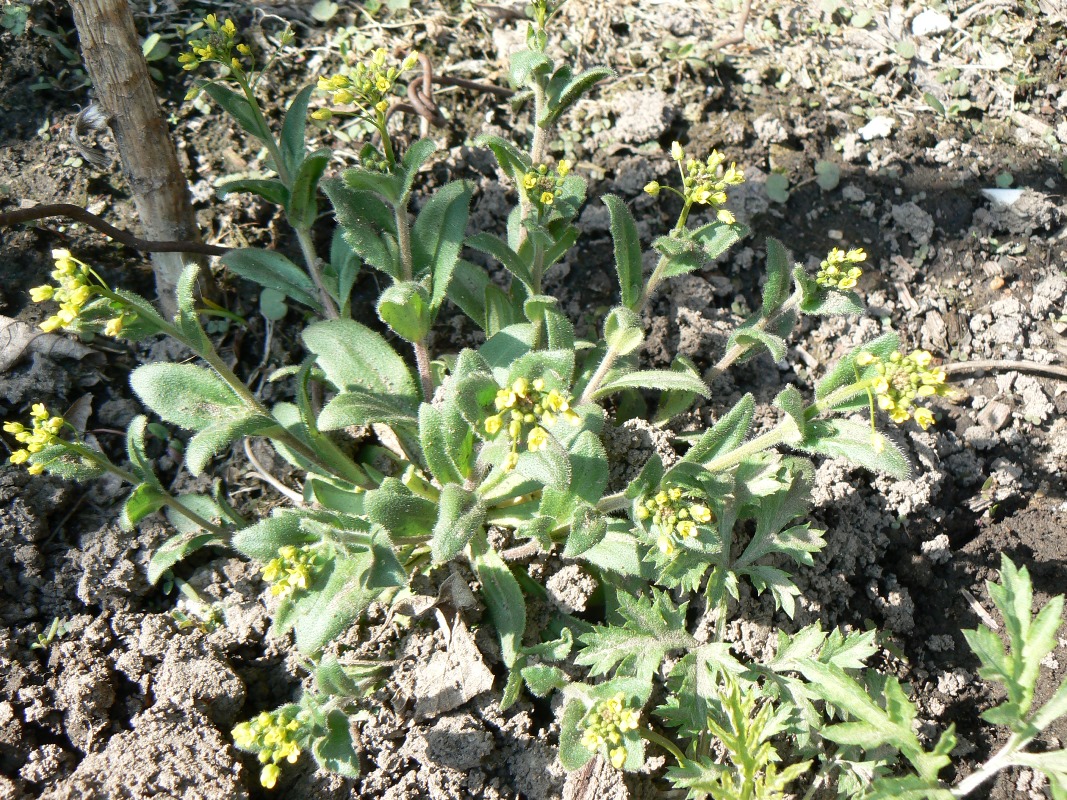 Image of Draba nemorosa specimen.