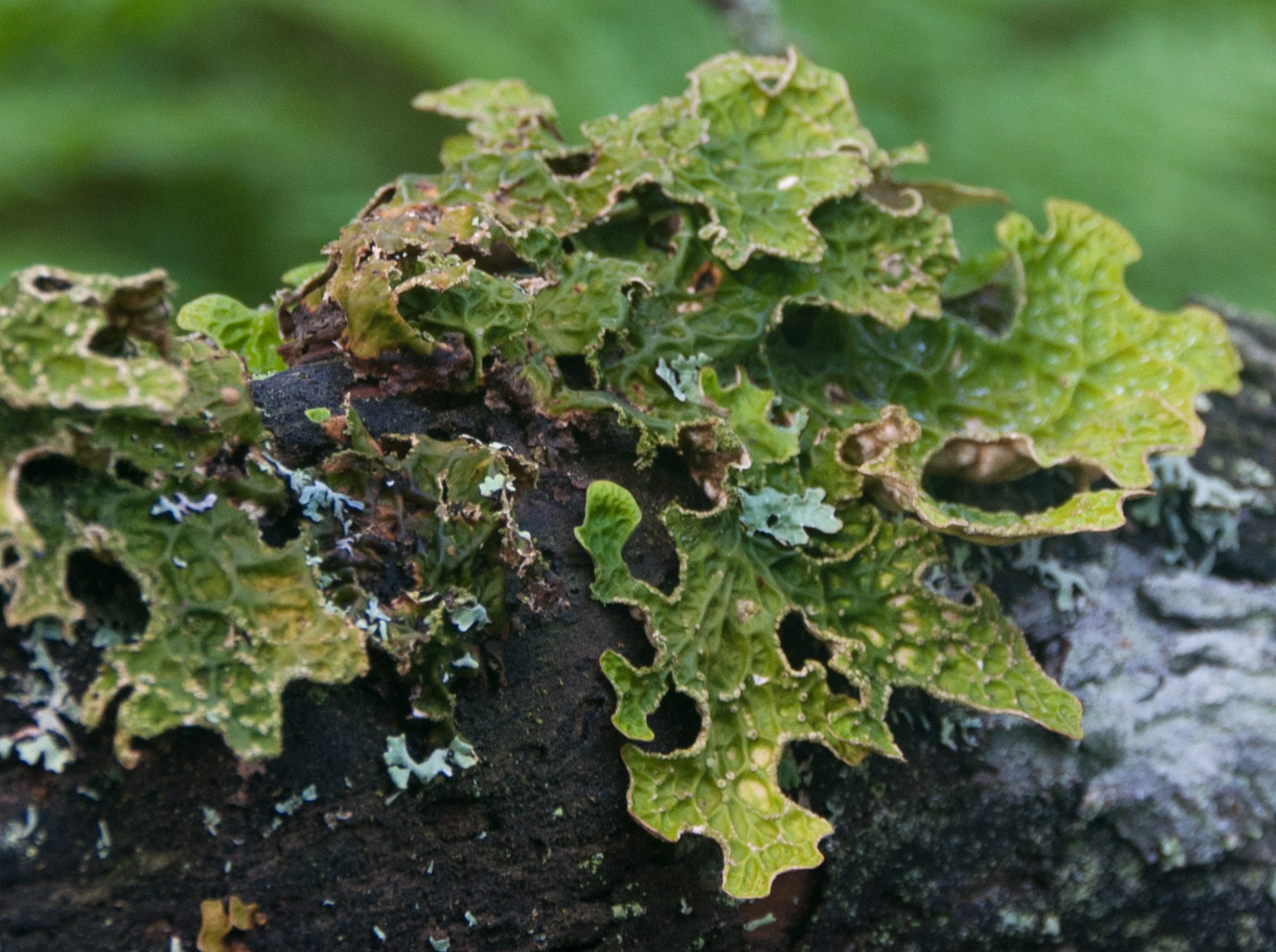 Image of Lobaria pulmonaria specimen.