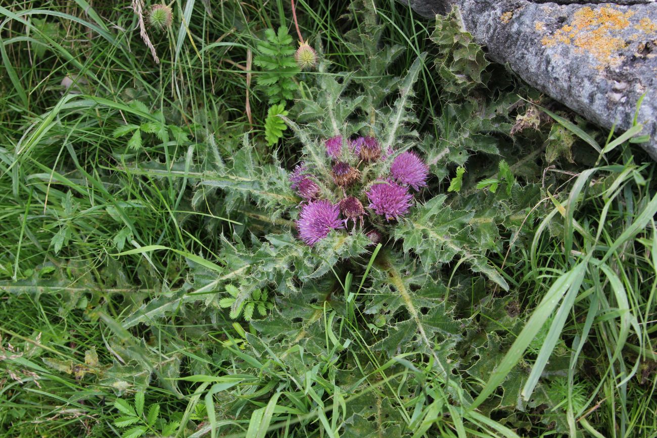 Изображение особи Cirsium esculentum.