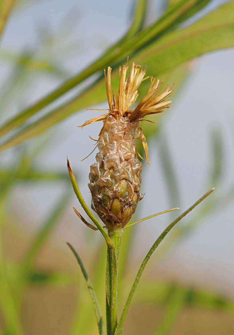 Изображение особи Chartolepis intermedia.