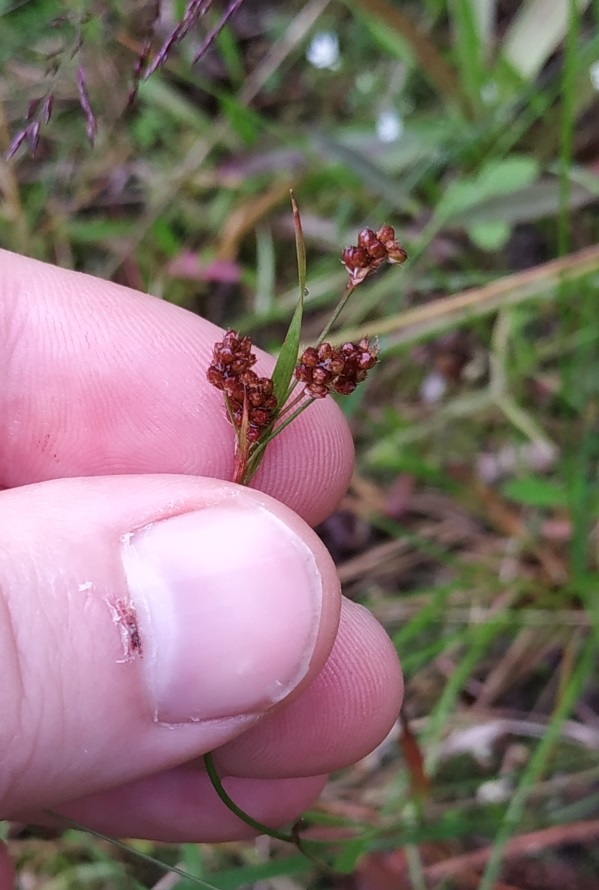 Image of Luzula pallescens specimen.