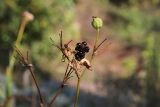 Belamcanda chinensis