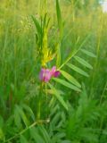 Vicia segetalis