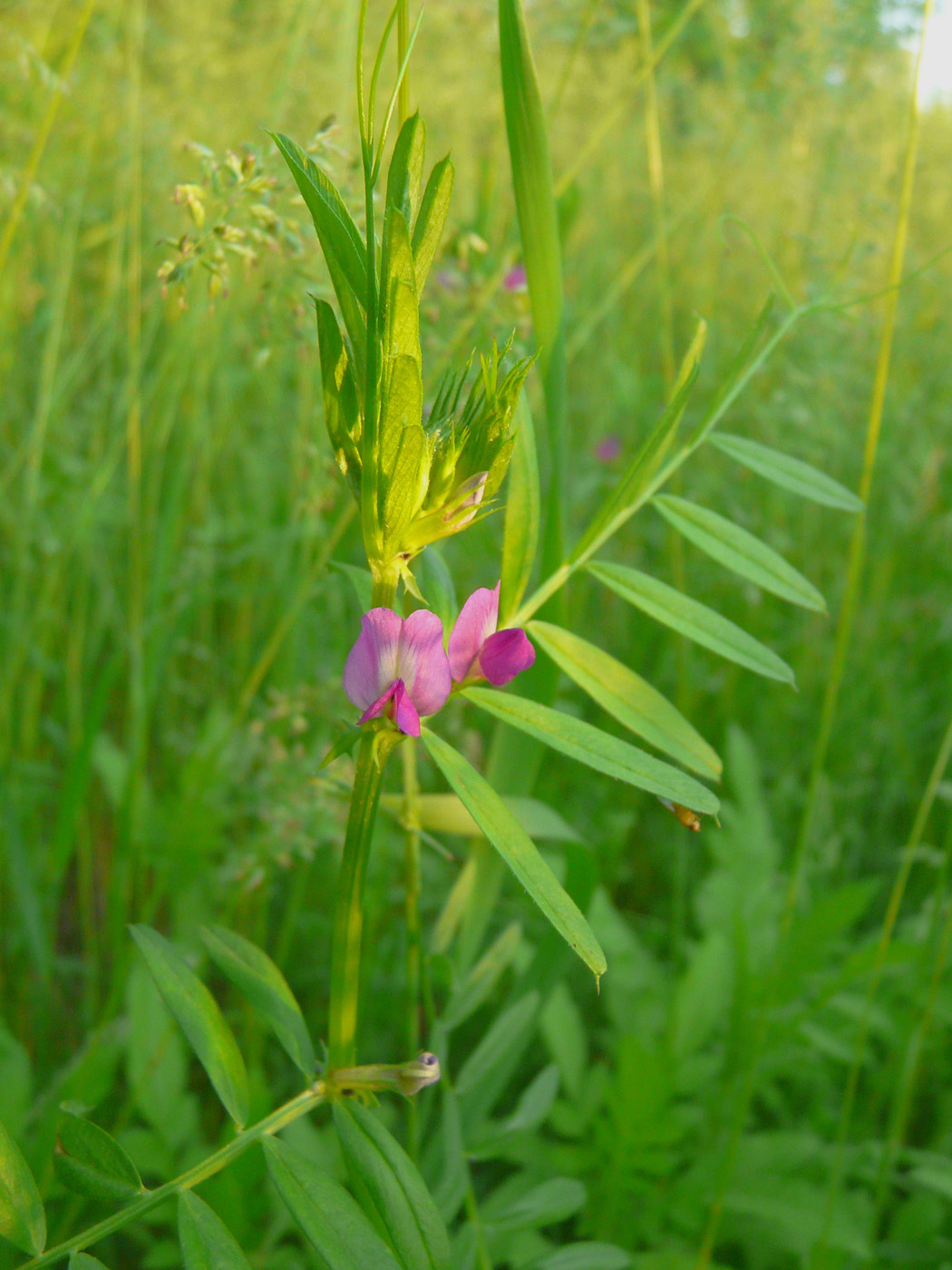 Изображение особи Vicia segetalis.