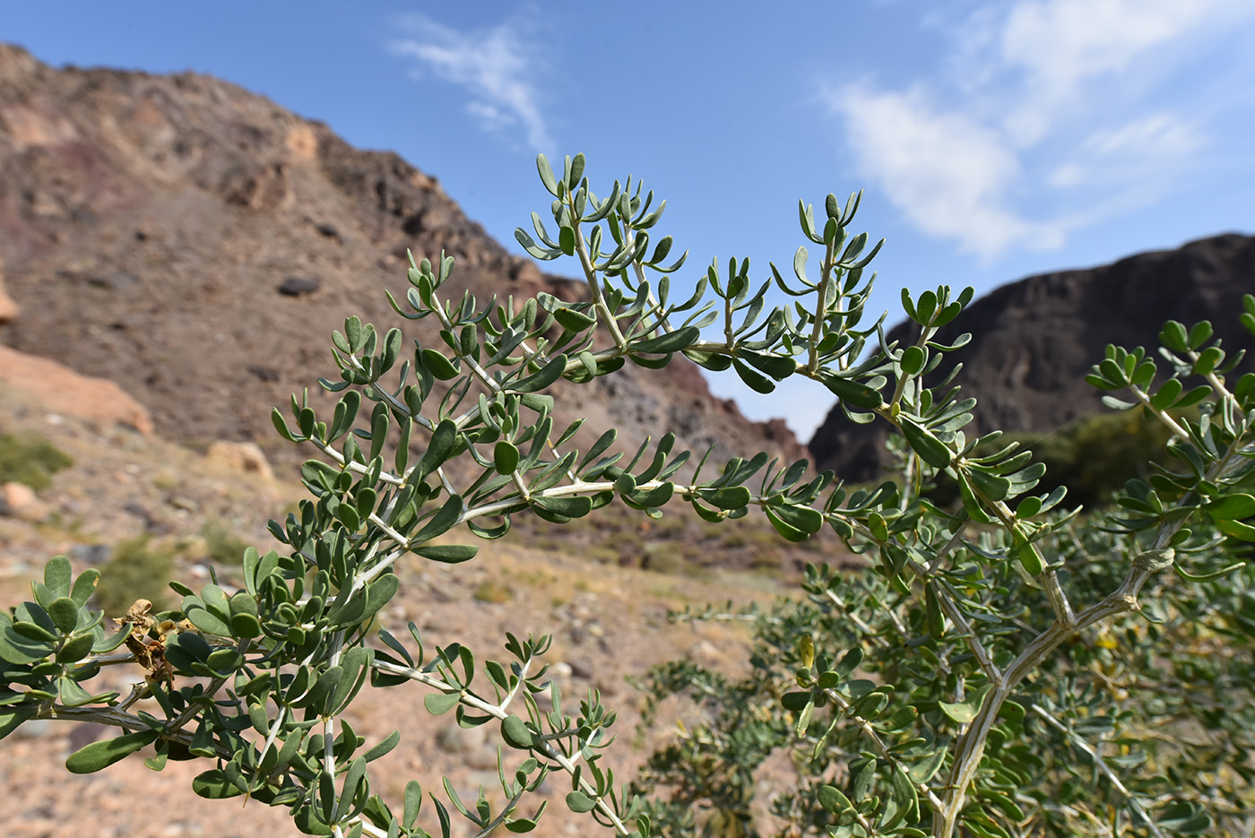 Image of Nitraria sibirica specimen.