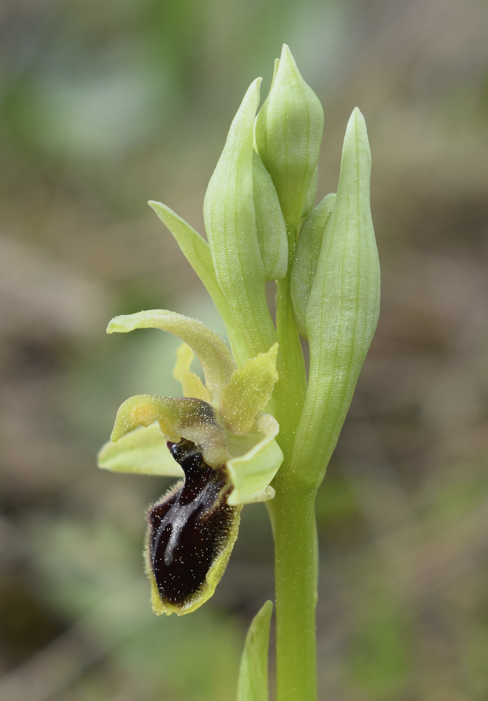 Image of Ophrys sphegodes specimen.