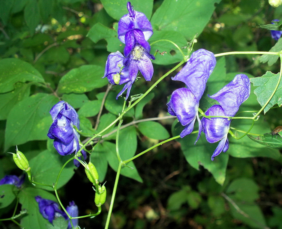 Изображение особи Aconitum sczukinii.