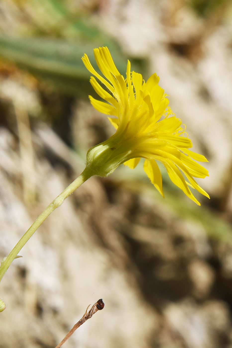 Image of Sonchus arvensis ssp. uliginosus specimen.