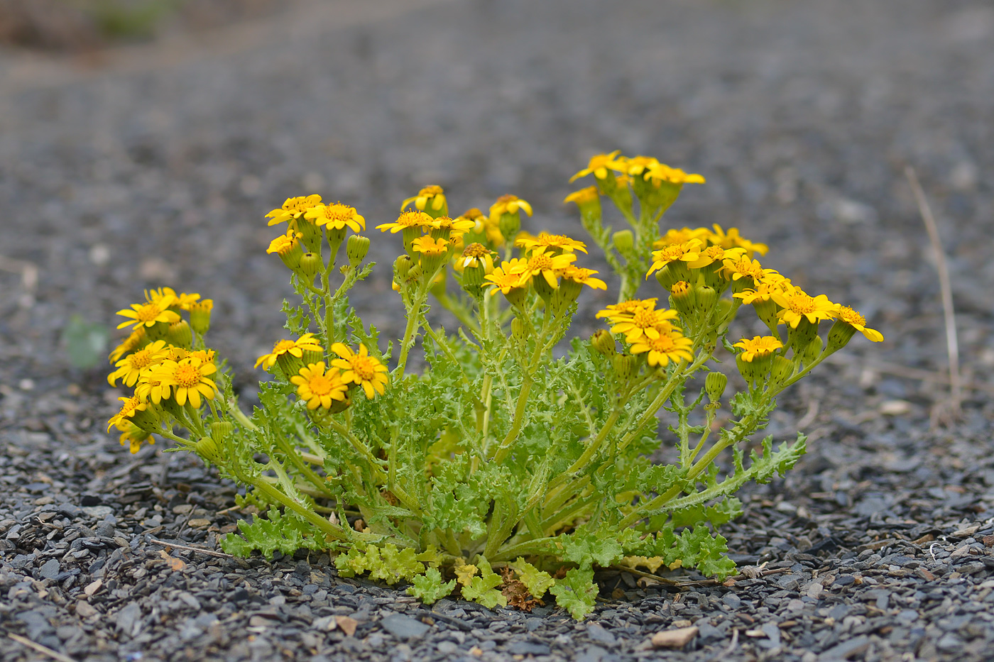 Image of Senecio sosnovskyi specimen.