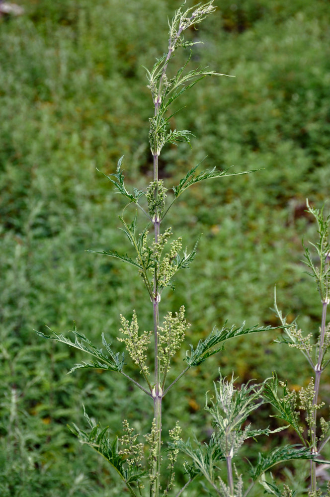 Image of Urtica cannabina specimen.