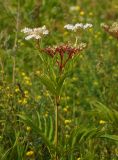 Sambucus ebulus