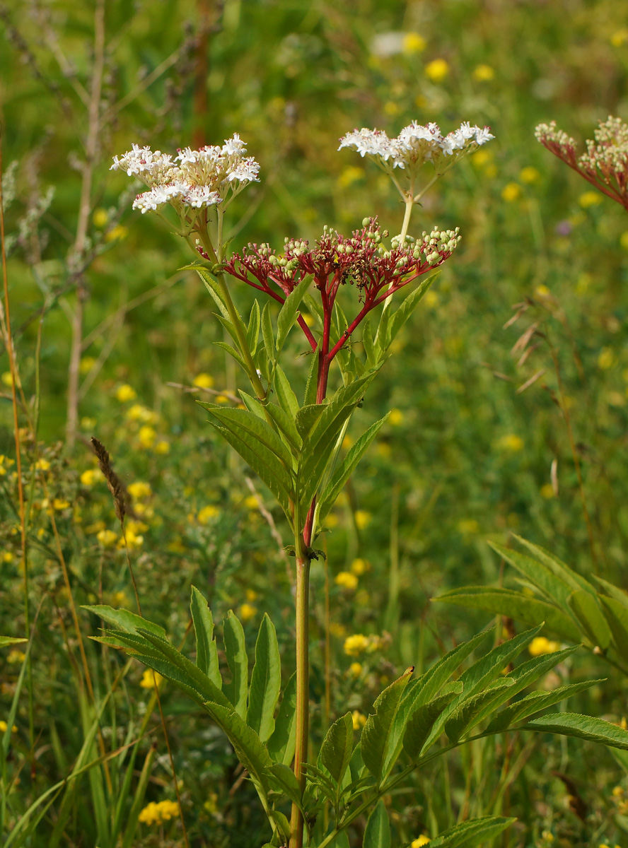 Изображение особи Sambucus ebulus.