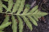 Onoclea sensibilis