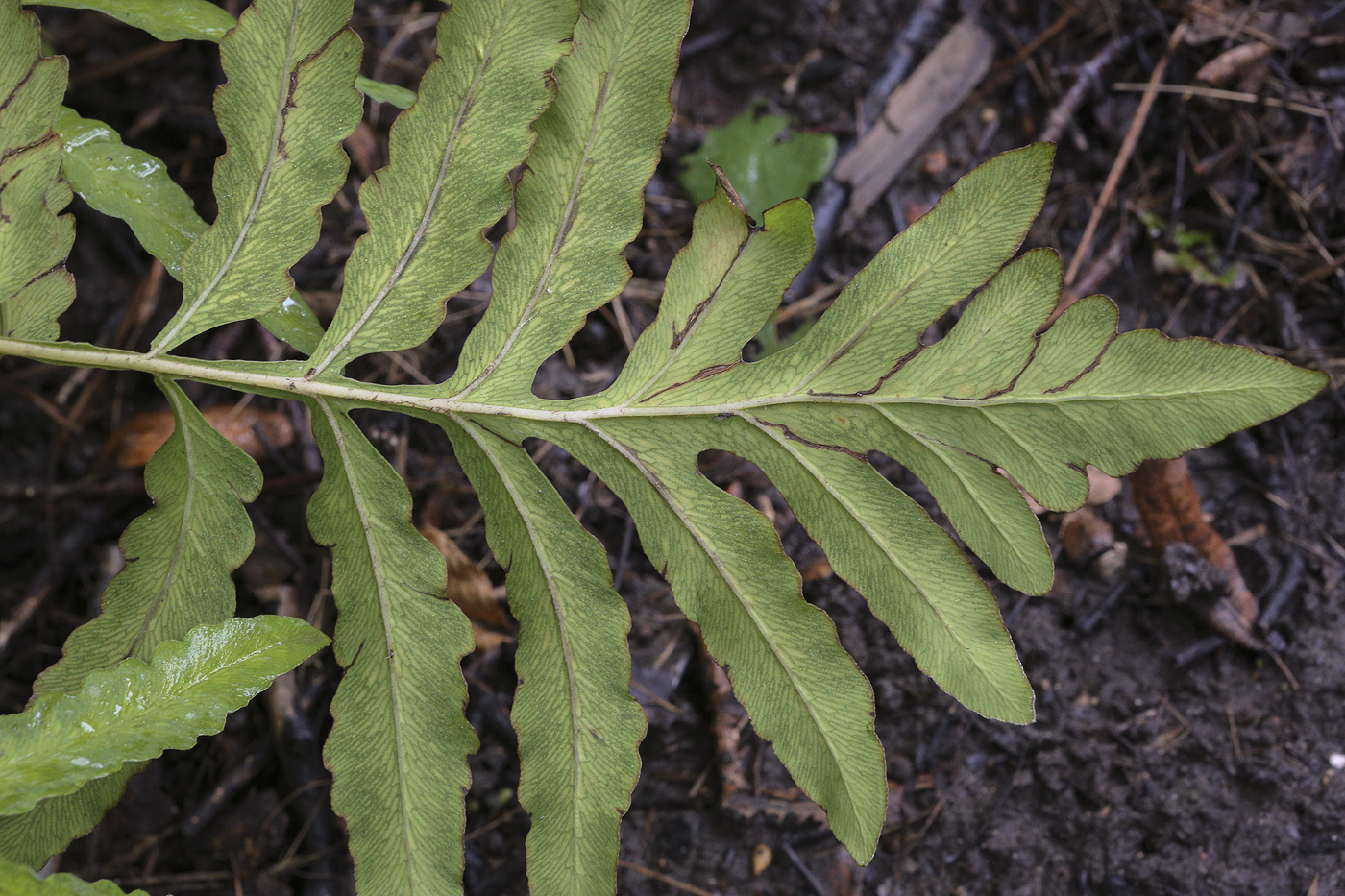 Изображение особи Onoclea sensibilis.