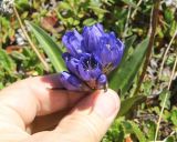 Gentiana decumbens