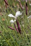 Dianthus cretaceus. Верхушки побегов с цветками. Кабардино-Балкария, Черекский р-н, Кабардино-Балкарский высокогорный заповедник, Мижиргийское ущелье, ≈ 2400 м н.у.м., близ каньона ручья Гидан, альпийский луг. 17.08.2021.