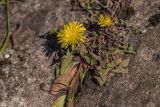 род Taraxacum