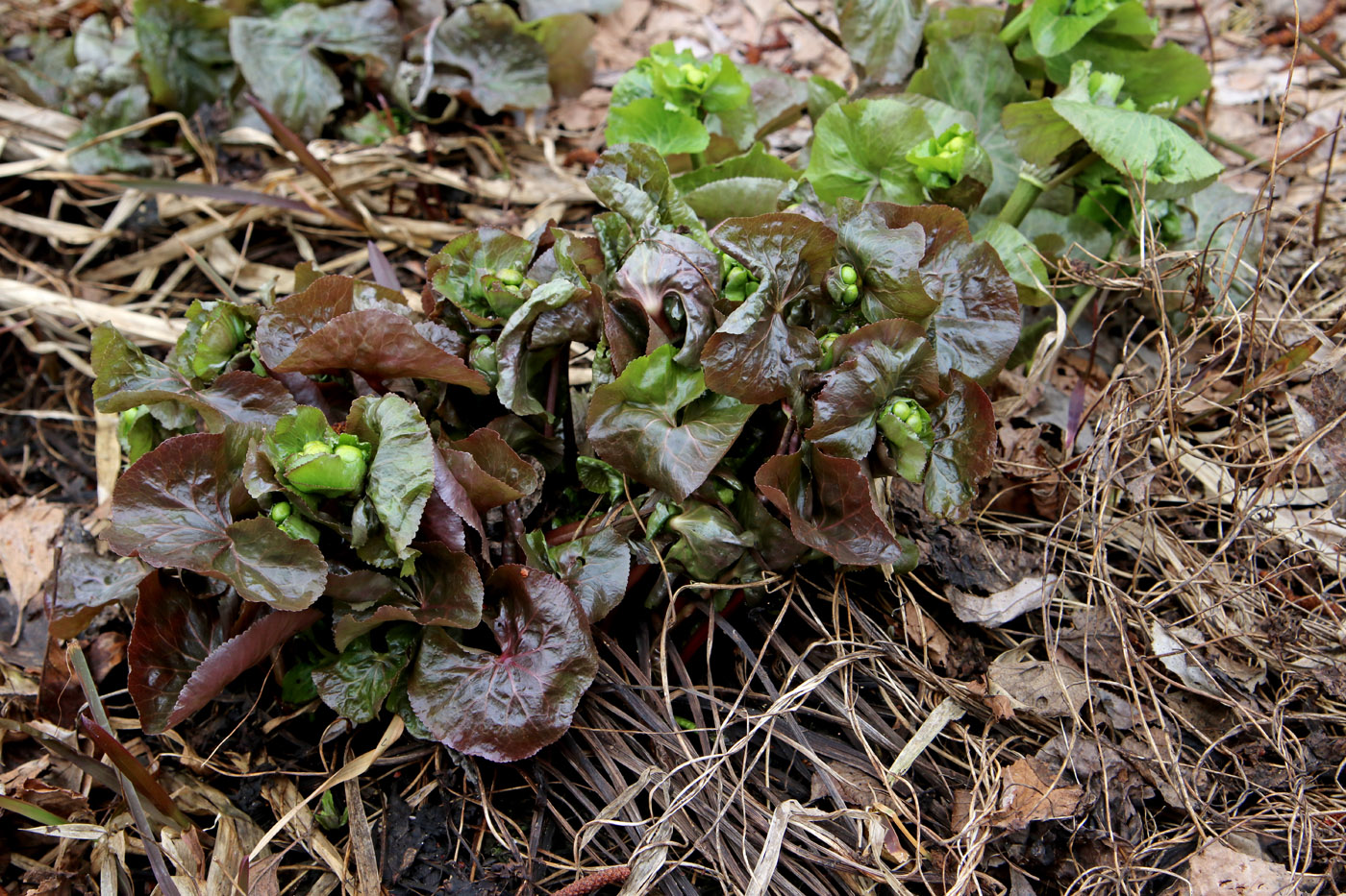 Изображение особи Caltha palustris.