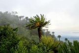 Encephalartos transvenosus