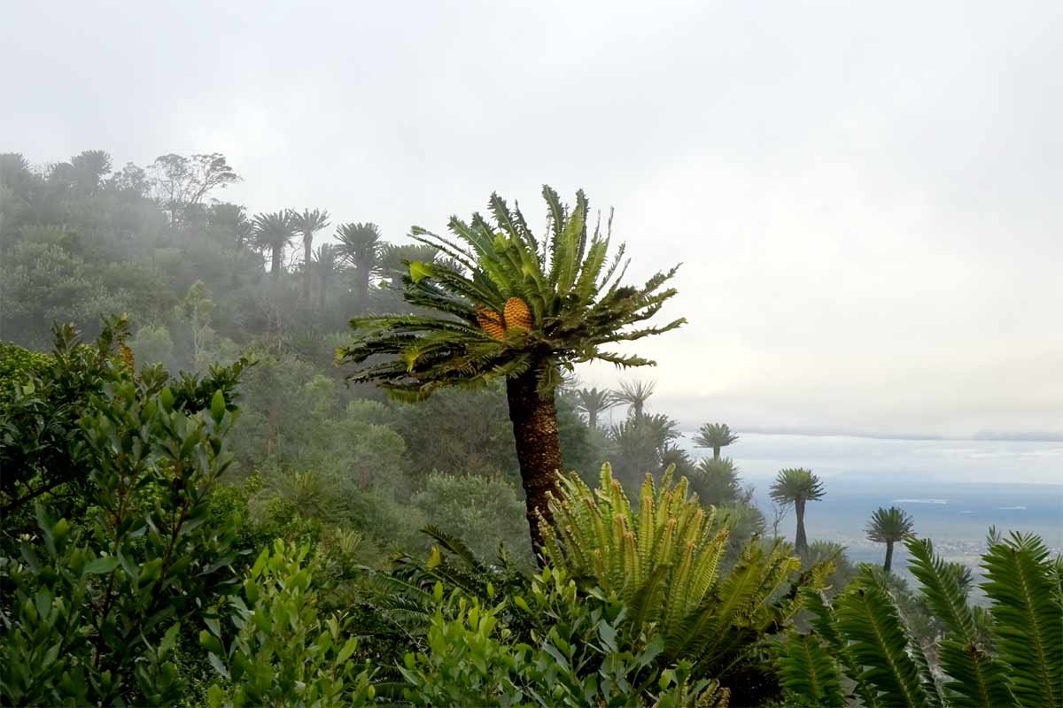 Image of Encephalartos transvenosus specimen.