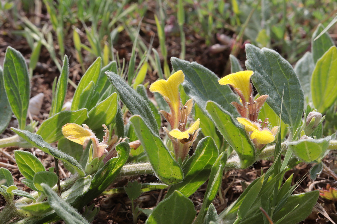 Image of Ajuga salicifolia specimen.