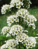 Spiraea crenata