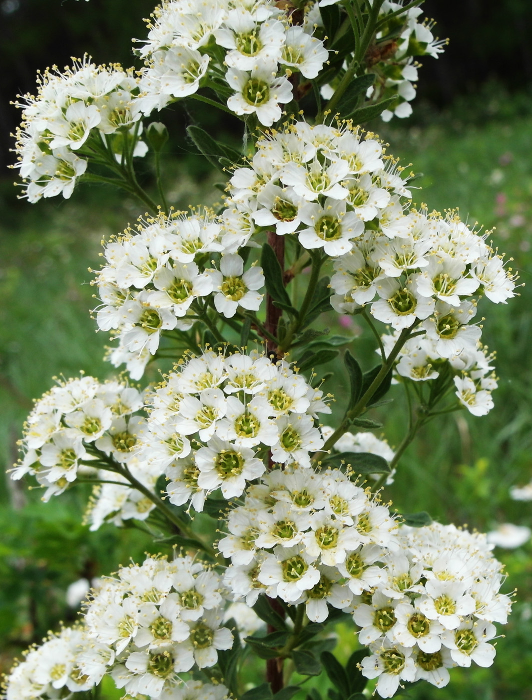 Изображение особи Spiraea crenata.